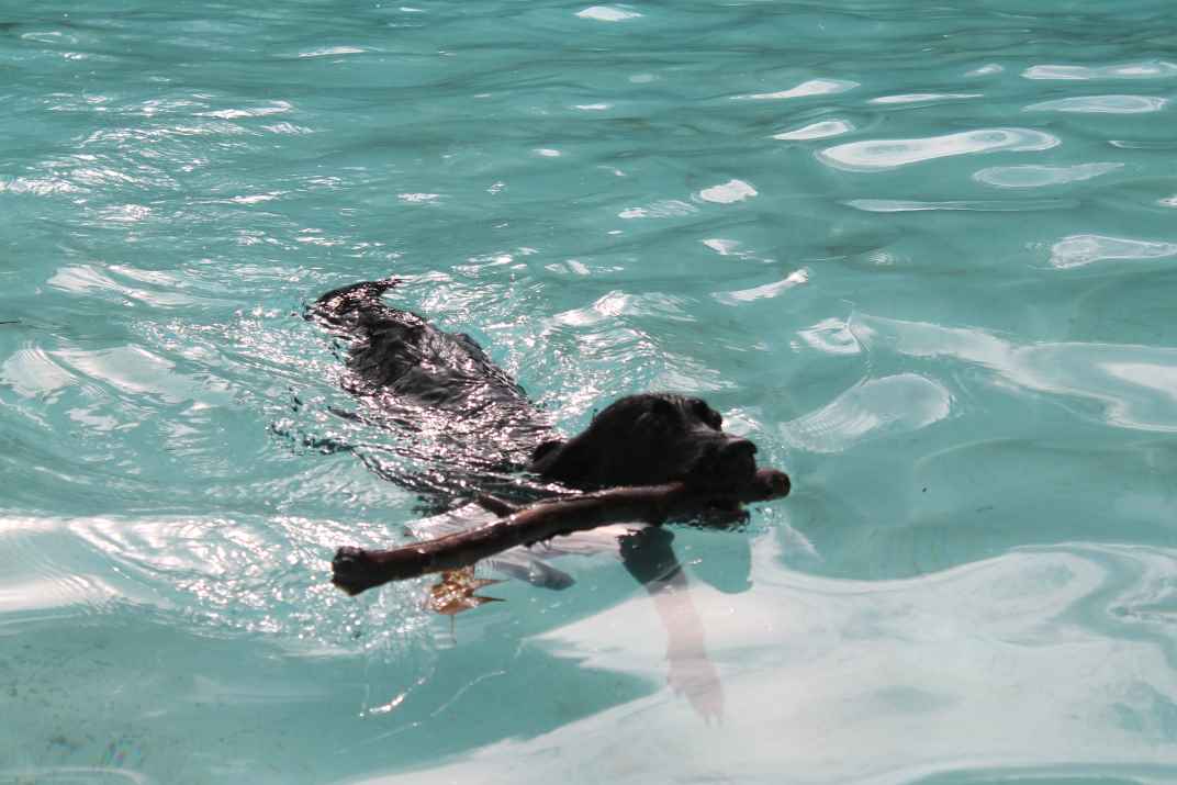 hondenzwemmen 2.JPG